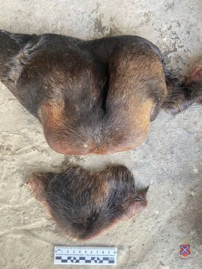 Полицейские Калачевского района возбудили уголовное дело по факту незаконной охоты